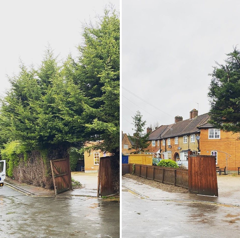 Row of conifers felled and stumps removed at a property in Shepherds Bush London by Carpenters Tree Care