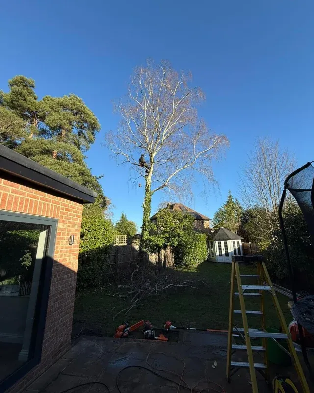 Arborist climbing a tall silver birch tree in a residential garden for removal