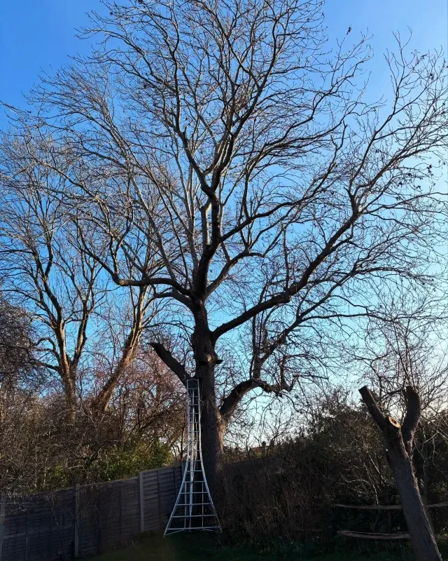 Bare deciduous tree with ladder positioned for crown thinning work in winter