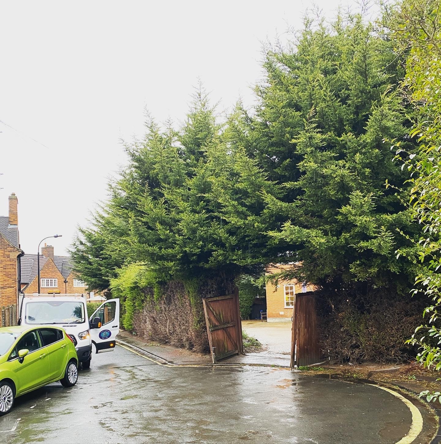 Overgrown hedge before professional trimming and reshaping by qualified arborists