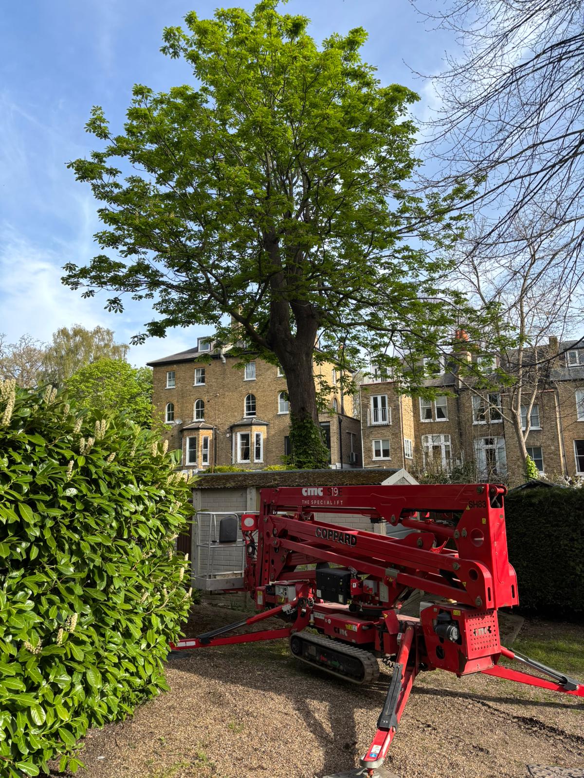 19m CMC tracked MEWP cherry picker positioned for horse chestnut removal in South East London