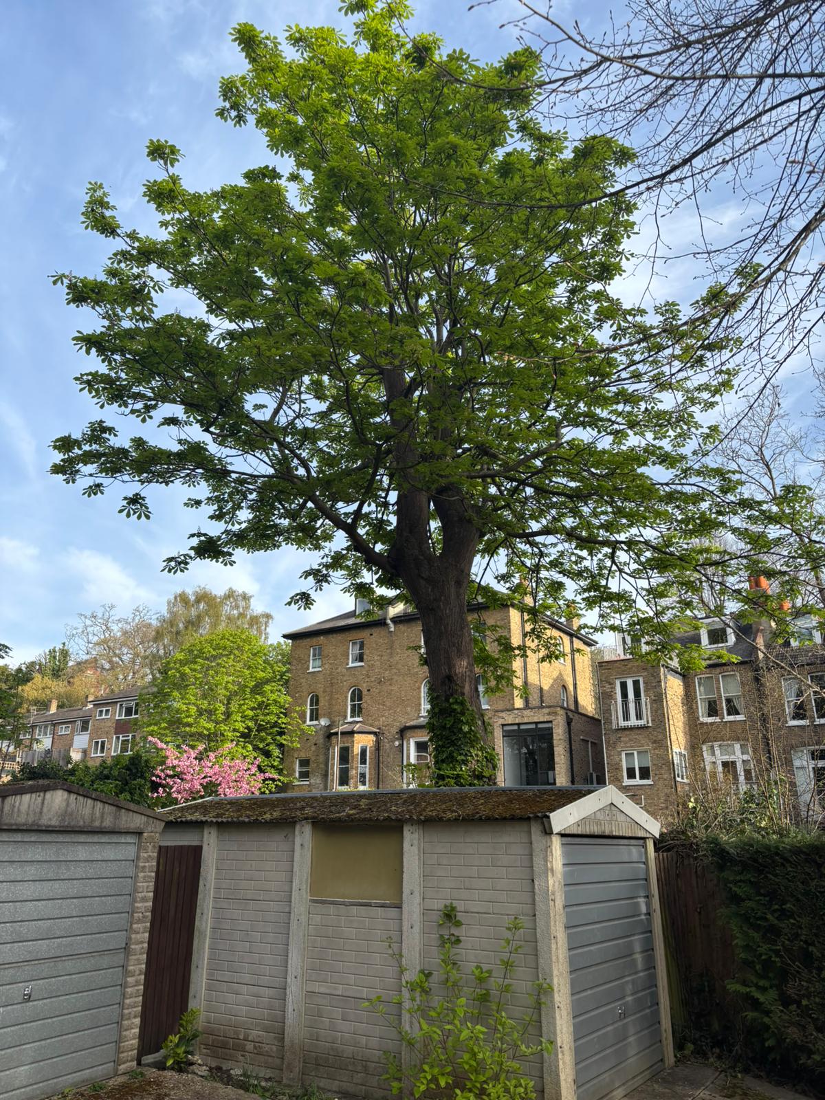 Mature horse chestnut tree before removal in South East London, surrounded by garages and sheds