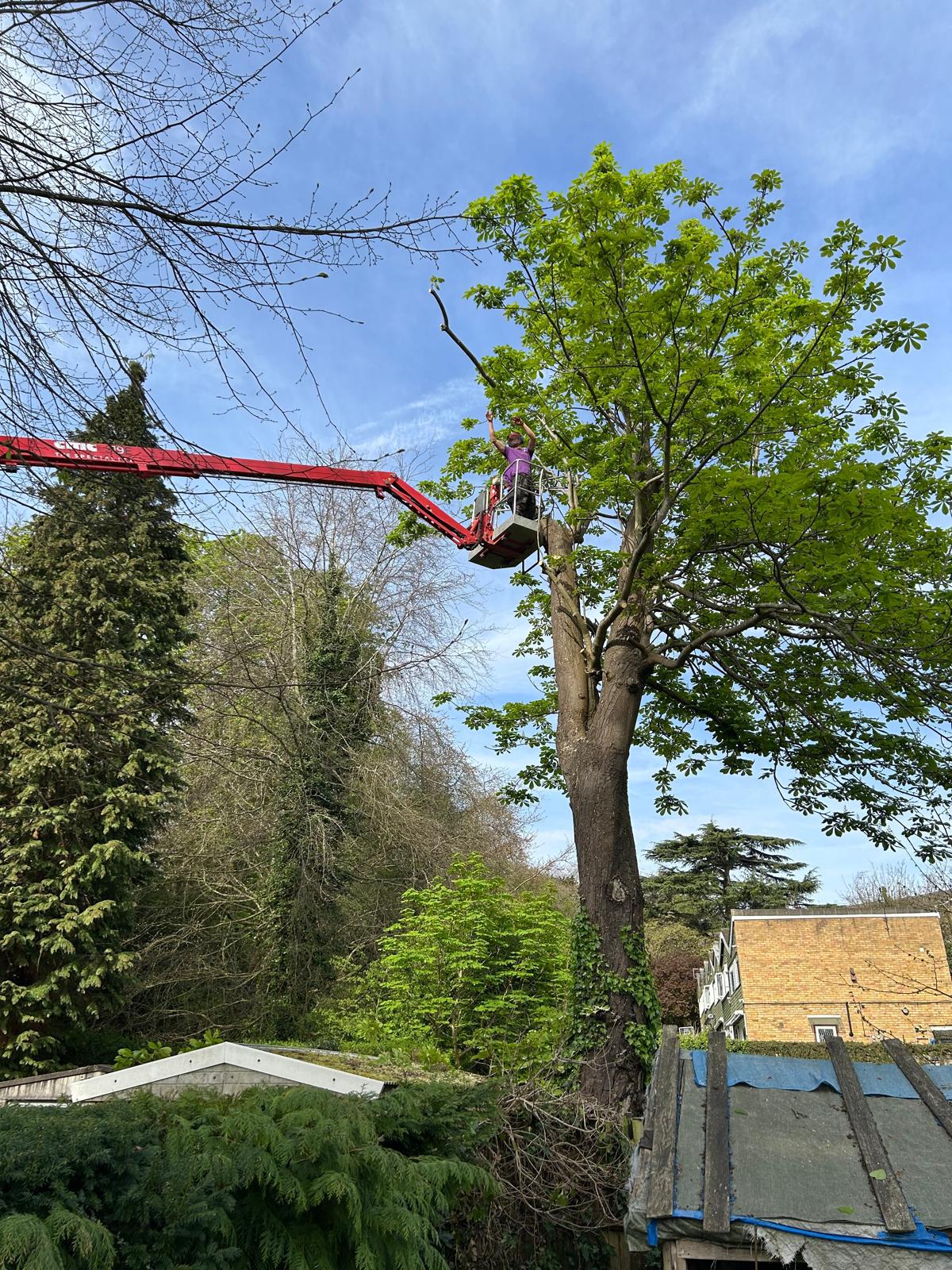 Arborist in MEWP basket beginning crown reduction on horse chestnut tree