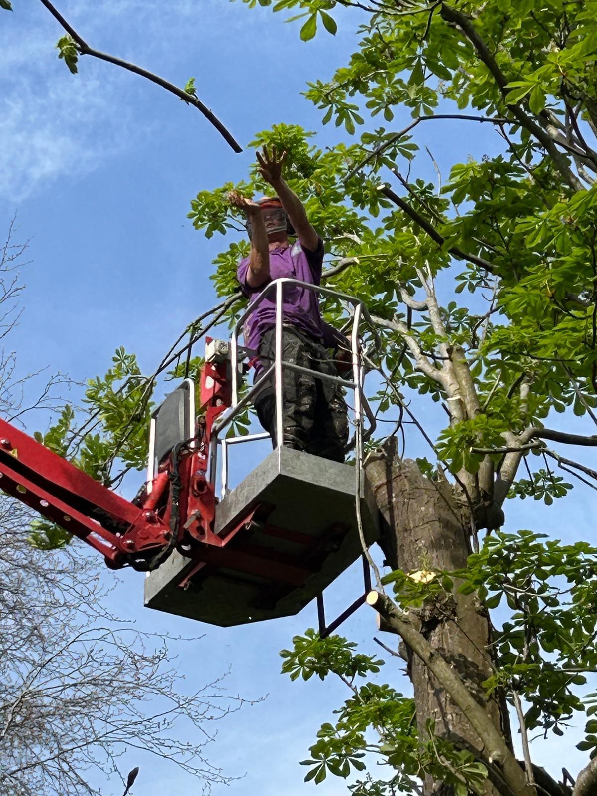 Carpenters Tree Care arborist hand-cutting branches from horse chestnut canopy using MEWP