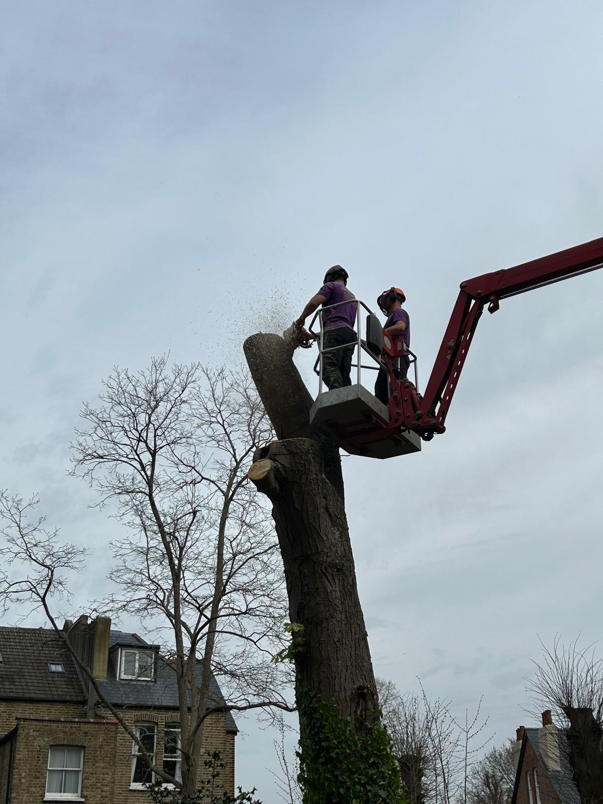 Arborists chainsawing main stem of horse chestnut tree from MEWP basket