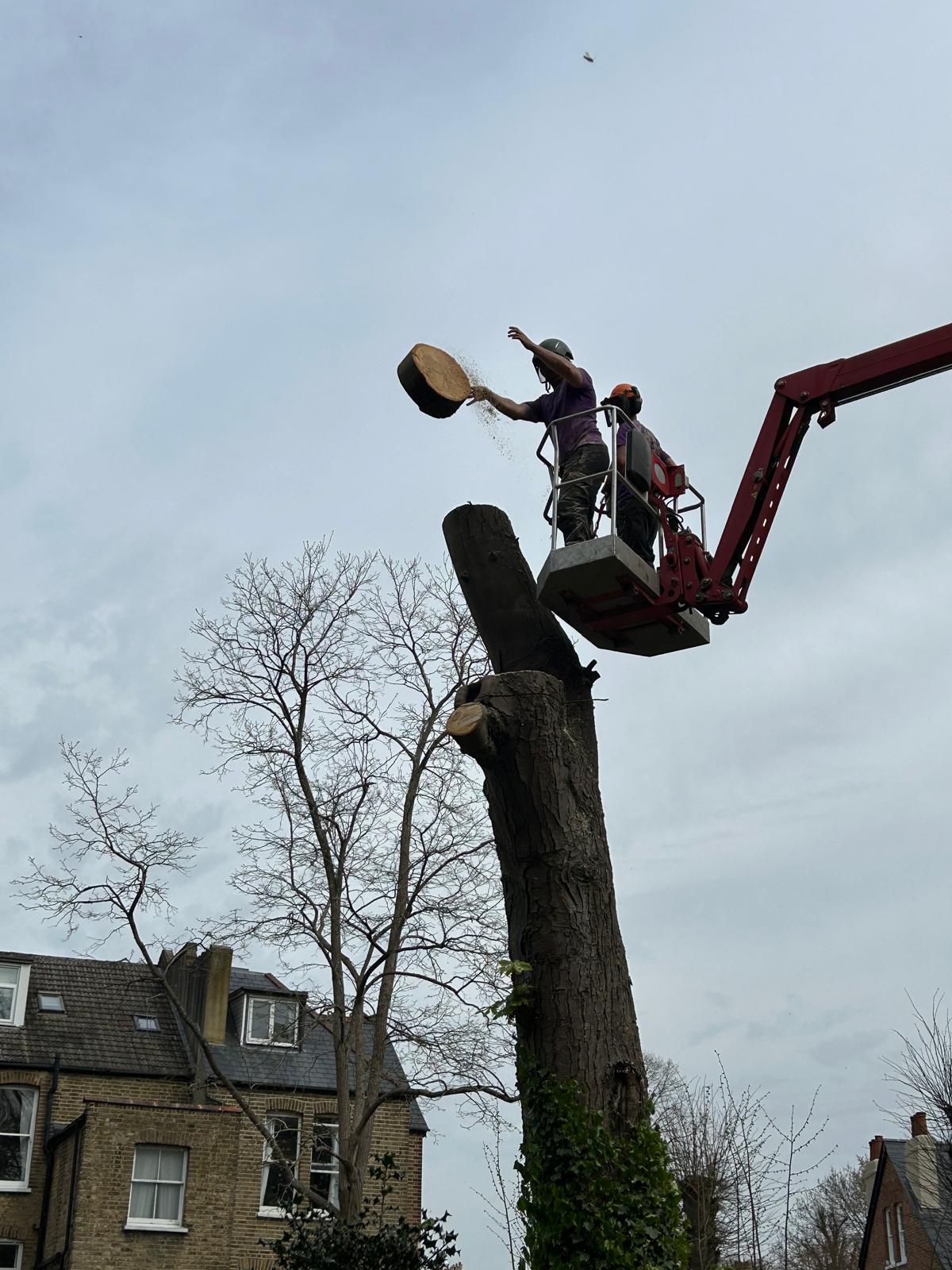 Tree surgeon lowering large section of horse chestnut trunk from MEWP basket