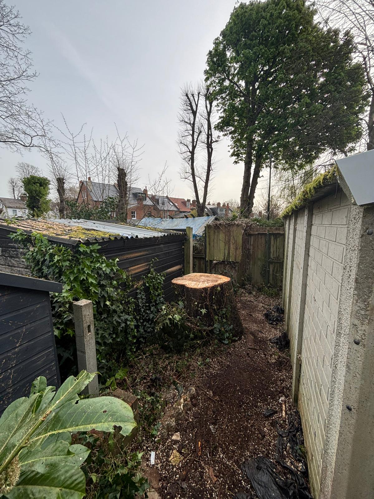 Horse chestnut stump remaining after complete tree removal between garages in South East London
