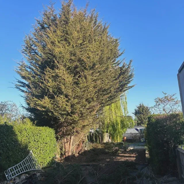 Large conifer tree in a London garden before crown reduction work