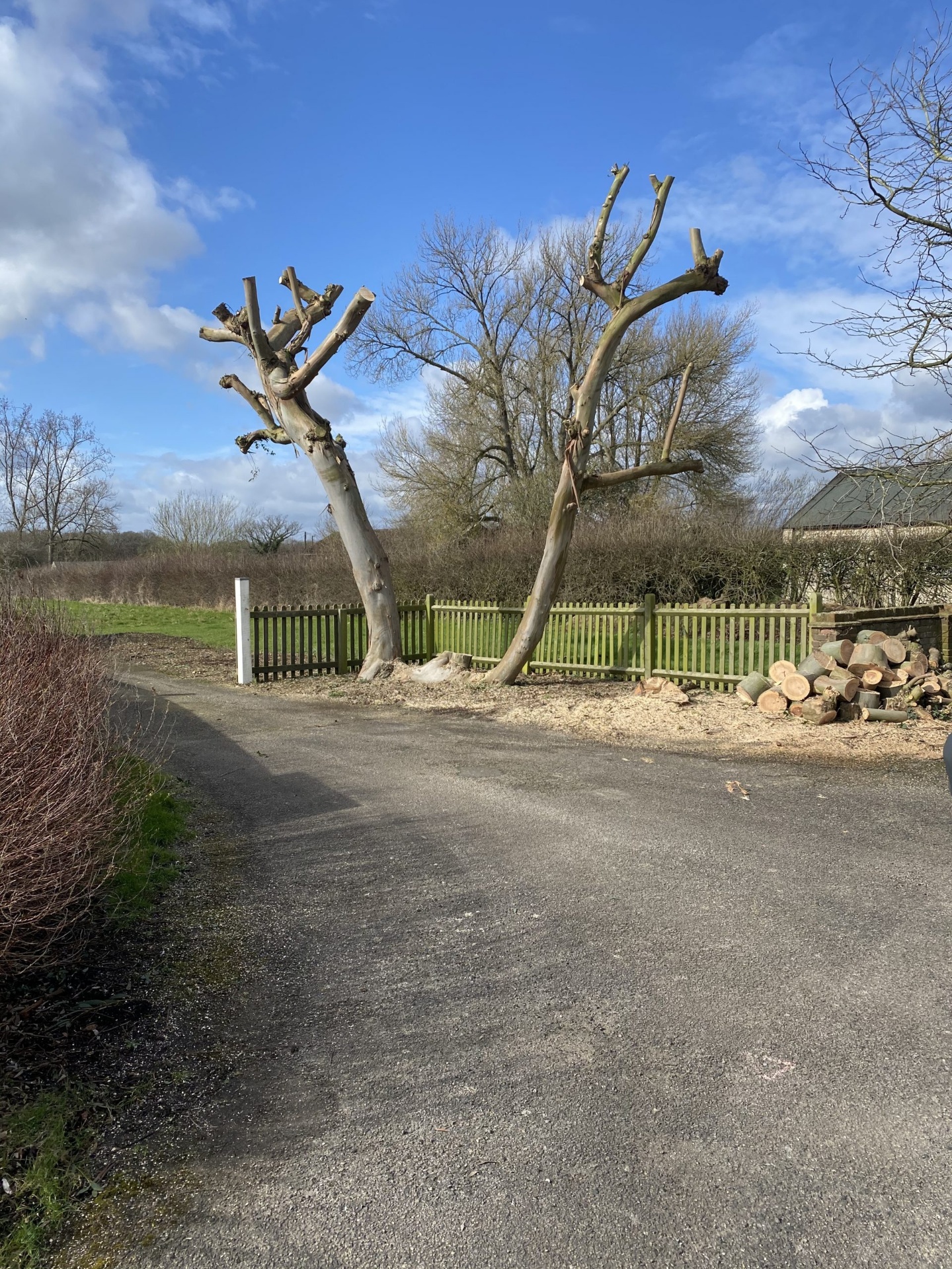 Two pollarded trees with fresh cuts and stacked logs from professional pollarding services