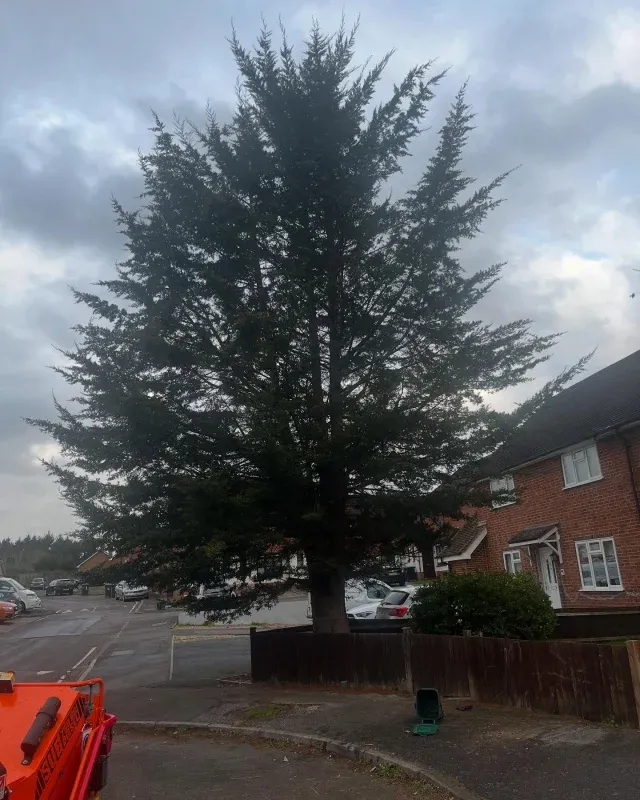 Large conifer tree next to a residential property before professional removal by Carpenters Tree Care
