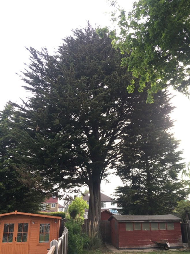 Tree surgery work in progress at a property in Worcester Park Surrey