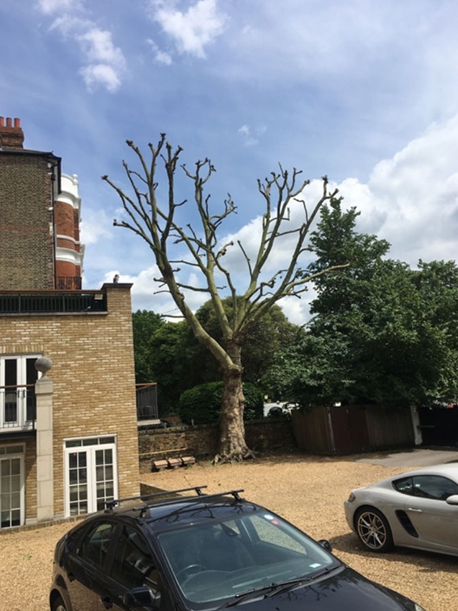 Professional arborist climbing and working on a mature tree